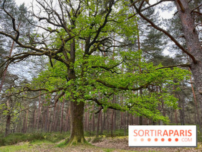 Dolmen de la Pierre Ardoue - IMG 0989