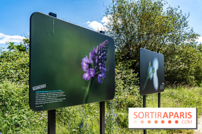 Le Parc du peuple de l'herbe dans les Yvelines - Étang de Galiotte - Carrières-sous-Poissy - A7C7491