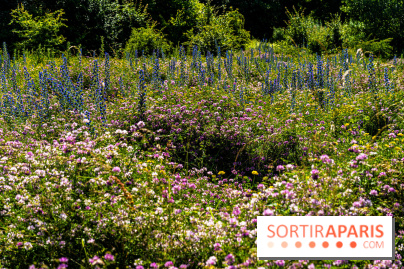 Le Parc du peuple de l'herbe dans les Yvelines - Étang de Galiotte - Carrières-sous-Poissy - A7C7504