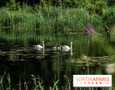 Le Parc du peuple de l'herbe dans les Yvelines - Étang de Galiotte - Carrières-sous-Poissy - A7C7510