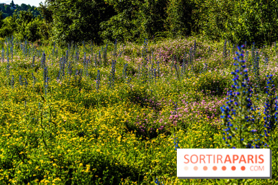 Le Parc du peuple de l'herbe dans les Yvelines - Étang de Galiotte - Carrières-sous-Poissy - A7C7535