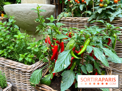 Le Potager, Roch Hotel & Spa - Potager