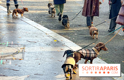 Paris Sausage Walk 2024 : la marche des teckels de retour dans la capitale