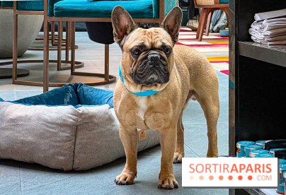 Le Doggy Brunch : le brunch gourmand entre chiens et maîtres à l'hôtel Kimpton Saint Honoré Paris - image00049