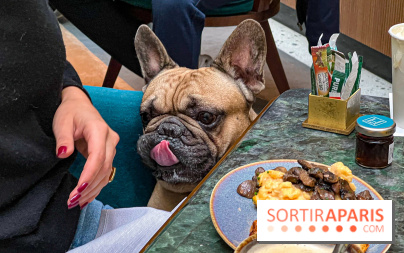 Le Doggy Brunch : le brunch gourmand entre chiens et maîtres à l'hôtel Kimpton Saint Honoré Paris - image00068