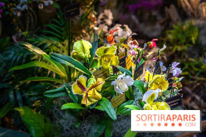 Mille et une orchidées 2025 - les photos