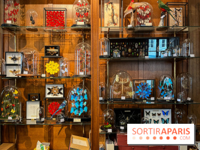 Deyrolle, l'incroyable cabinet de curiosités à Paris - nos photos