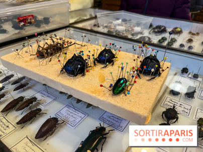 Deyrolle, l'incroyable cabinet de curiosités à Paris - nos photos