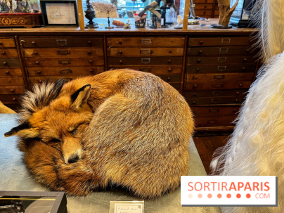 Deyrolle, l'incroyable cabinet de curiosités à Paris - nos photos
