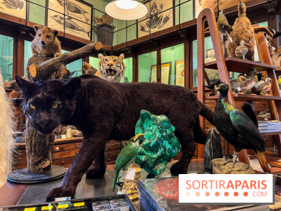 Deyrolle, l'incroyable cabinet de curiosités à Paris - nos photos