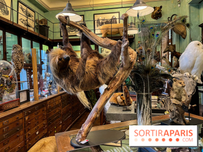 Deyrolle, l'incroyable cabinet de curiosités à Paris - nos photos