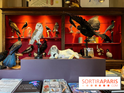 Deyrolle, l'incroyable cabinet de curiosités à Paris - nos photos