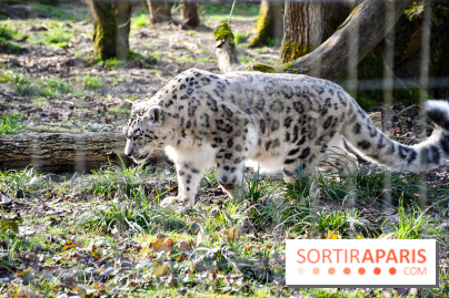 Lumigny Safari Reserve - nos photos - image00041