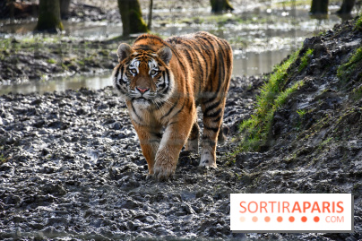 Lumigny Safari Reserve - nos photos - image00030