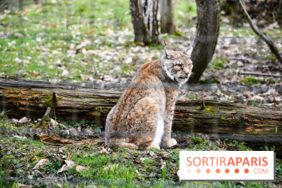 Lumigny Safari Reserve - nos photos