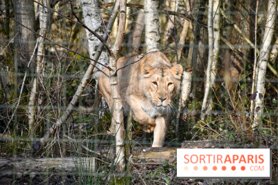 Lumigny Safari Reserve - nos photos