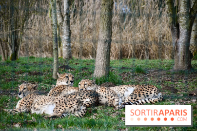 Lumigny Safari Reserve - nos photos