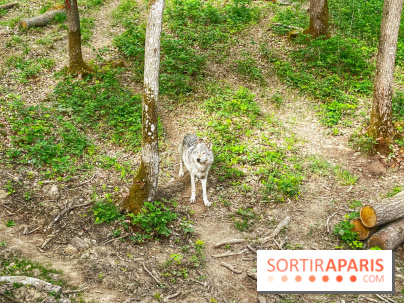 La Forêt des Loups