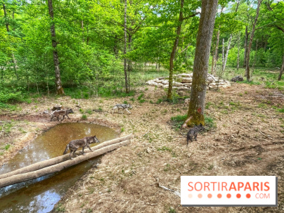 La Forêt des Loups - IMG 2109