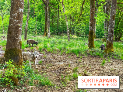 La Forêt des Loups