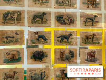 Collection dédié aux chiens - IMG 2327