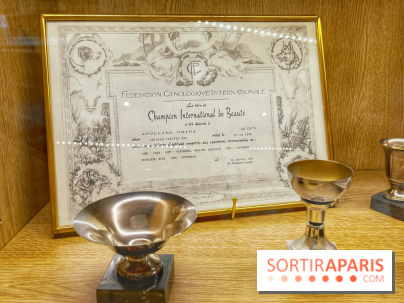 Collection dédié aux chiens - IMG 2329