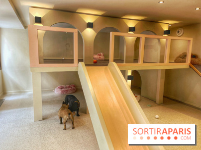 The Dogry - IMG 3591