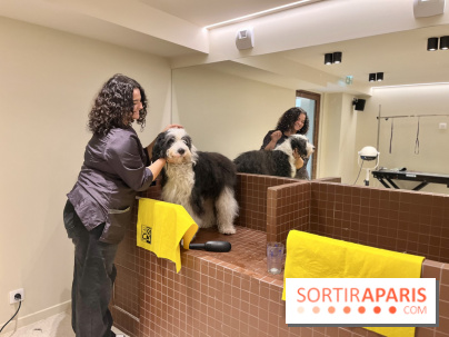 The Dogry - IMG 3595