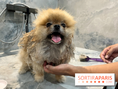 Patapwouf, le spot cani-friendly de Saint-Ouen - nos photos - F0F099CA D4D5 4057 8F22 EA80E51F0193