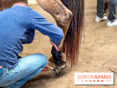 Balade en chevaux Henson en forêt de Fontainebleau  - IMG 2009