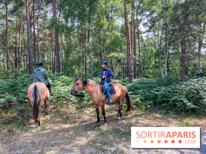Balade en chevaux Henson en forêt de Fontainebleau
