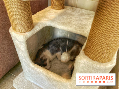 Chat-Rivari Café