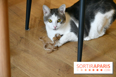 Koneko Work : le café coworking pour travailler en compagnie des chats