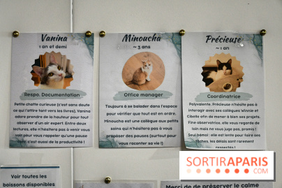 Koneko Work : le café coworking pour travailler en compagnie des chats - DSC 5257