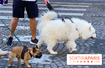 La Marche des animaux à Paris : défilé gratuit, ouvert aux chiens, chats ... sur les Champs-Élysées - IMG 5503