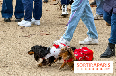 Paris Sausage Walk, la Marche des Teckels 2025