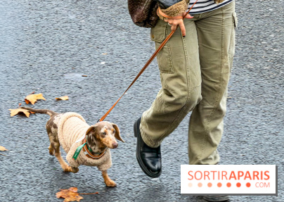 Paris Sausage Walk, la Marche des Teckels 2025