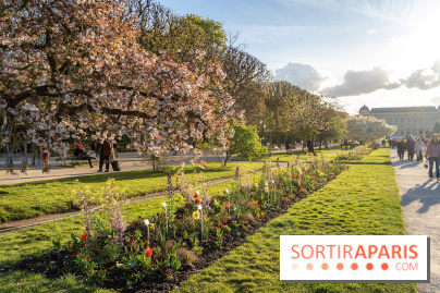 Les floraisons exceptionnelles du Jardin des Plantes 2026 : tulipes, coquelicots et cerisiers - photos