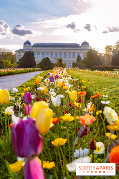 Les floraisons exceptionnelles du Jardin des Plantes 2026 : tulipes, coquelicots et cerisiers - photos