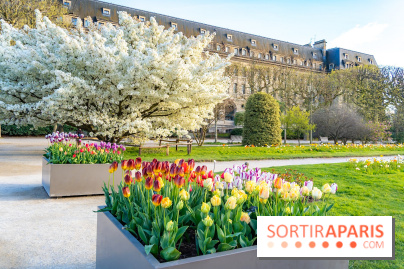 Les floraisons exceptionnelles du Jardin des Plantes 2026 : tulipes, coquelicots et cerisiers - photos