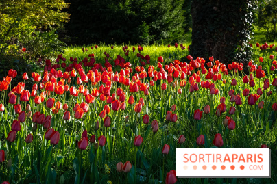 Le Parc de Bagatelle au printemps, cerisier, tulipes et jonquilles - photos