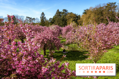 Hanami au Parc de Sceaux 2026, les cerisiers en fleurs et ses  animations - A7C01673