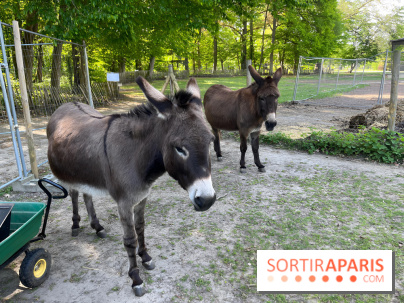 Avon'Ânes, les balades avec des ânes, à Avon - nos photos - IMG 7768