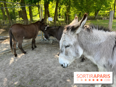 Avon'Ânes, les balades avec des ânes, à Avon - nos photos - IMG 7778