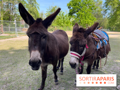 Avon'Ânes, les balades avec des ânes, à Avon - nos photos - IMG 7781