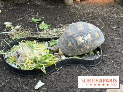 ZooParc de Beauval et Hôtel Les Pagodes de Beauval - IMG 5615