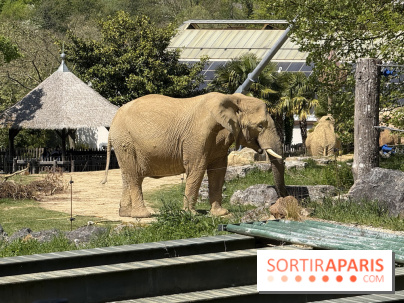 ZooParc de Beauval et Hôtel Les Pagodes de Beauval - IMG 5647