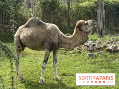 ZooParc de Beauval et Hôtel Les Pagodes de Beauval - IMG 5873