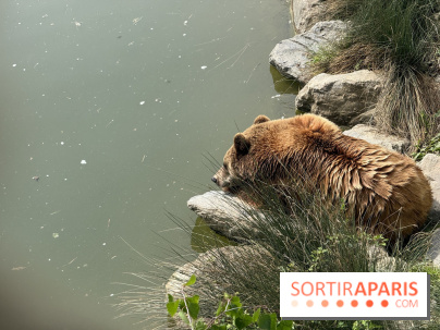 ZooParc de Beauval et Hôtel Les Pagodes de Beauval - IMG 5892