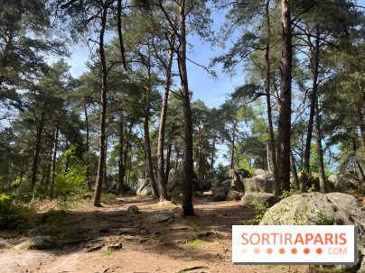 Escalade en Forêt de Fontainebleau - nos photos